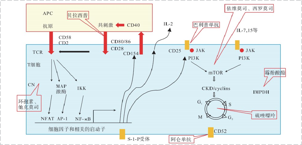 免疫克制剂